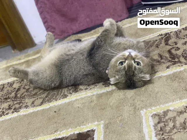 قطة سكوتش فولد(انثى)
