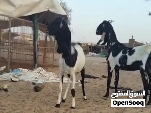 حلال باكستاني للتربيه صغار فالعمر  ماشاء الله تبارك الرحمن الحق عالزين
