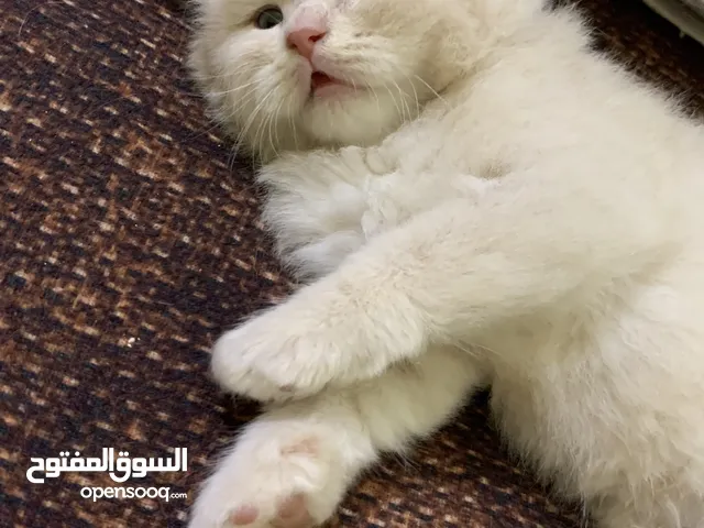 قطط صغار للبيع كلش حلوات ونظيفات