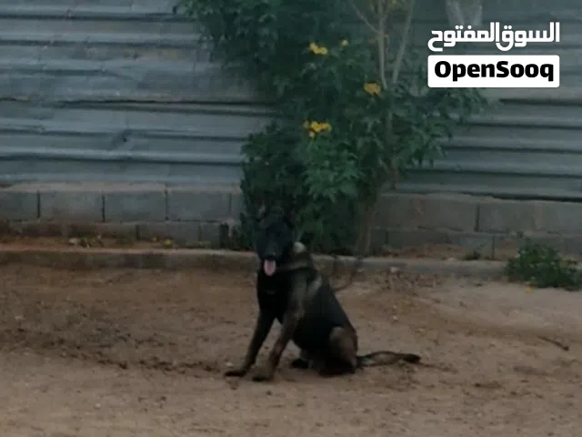 فحل مالينو مكسيكي عمره سنه وسعره كزيوني للناس اللي بتشري