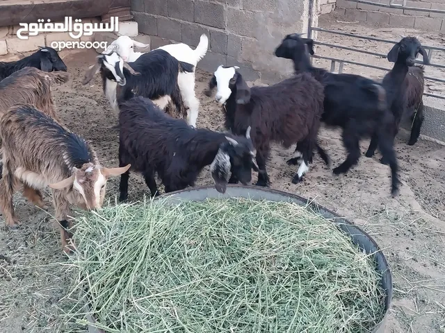 جديان مقرسه