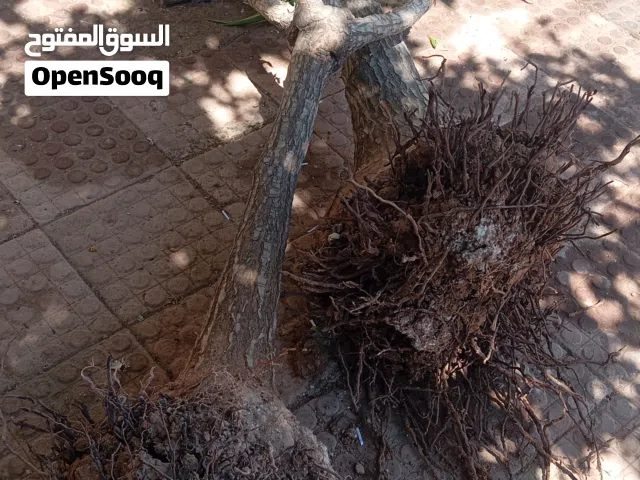 شجرة  اليوكا  للزينة