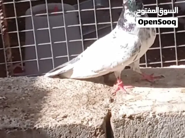 زوج حمام باكستاني مطيار الوصف مهم