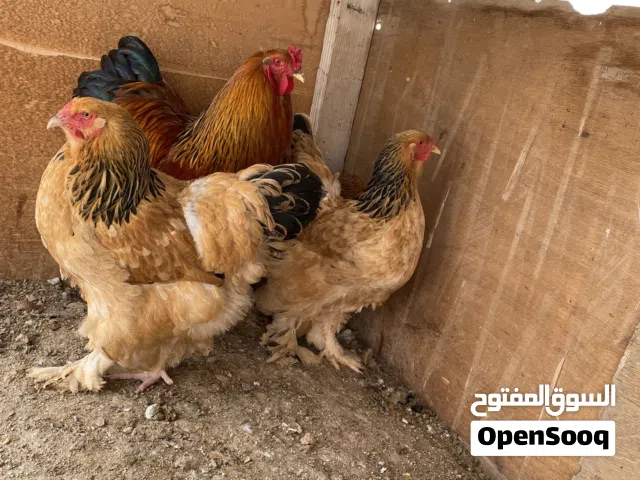 بيض +صوص براهمه بف اصفر ارزق مفتل مهرج الاسباني لمبرجيني
