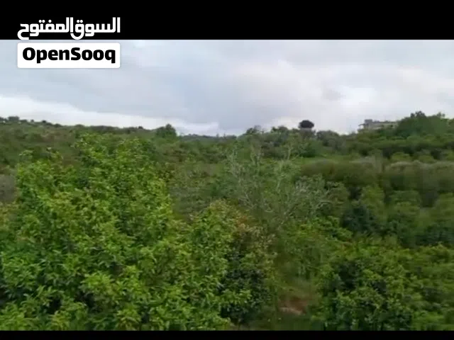 Commercial Land for Sale in Latakia Other