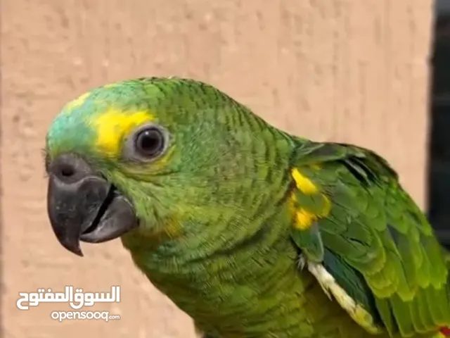 بلو فرونت امزون