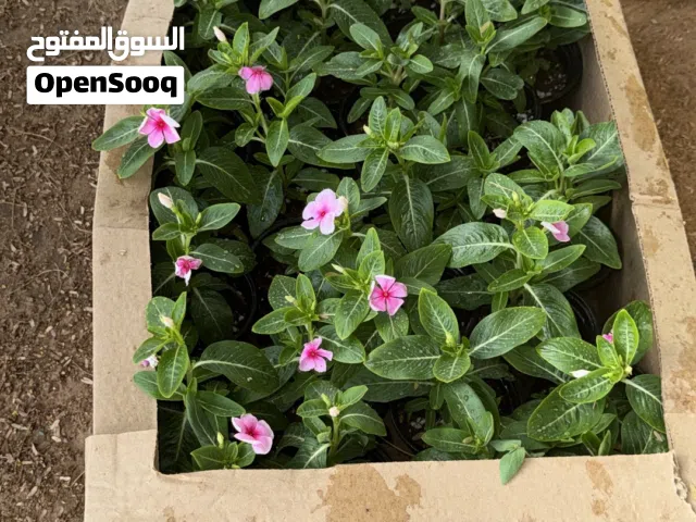 Color full flower