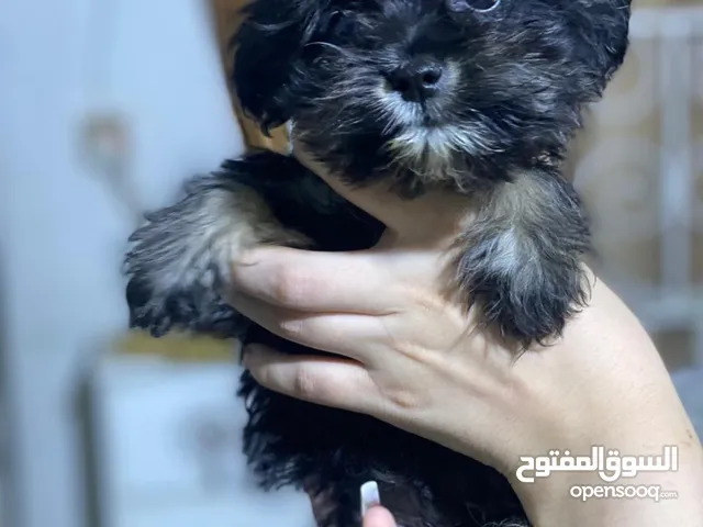 كلاب زينه عدد 3 للبيع سعر الواحد 100 وبي مجال بسيط