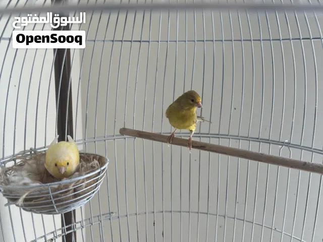 زوج كناري منتج