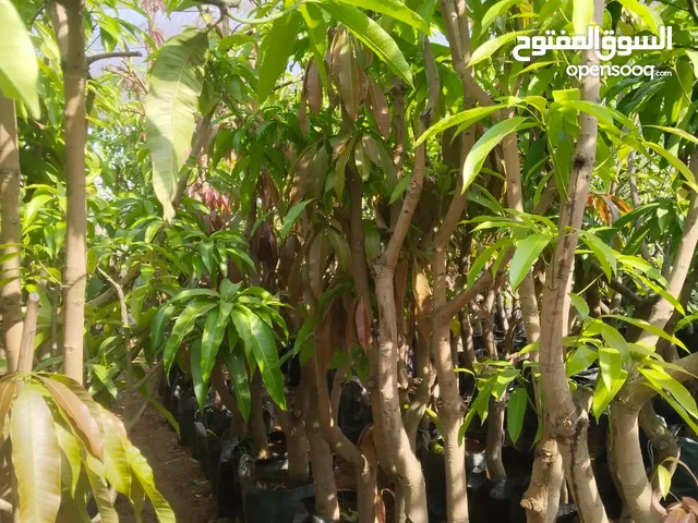 شتلات مانجا عالية الجودة – جميع الأصناف _ أسعار مناسبة"