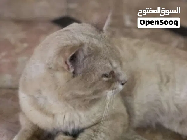 قط شيرازي حليبي