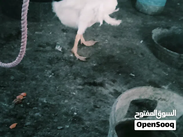 بط بلغاري العدد تلاثه السعر بي مجال