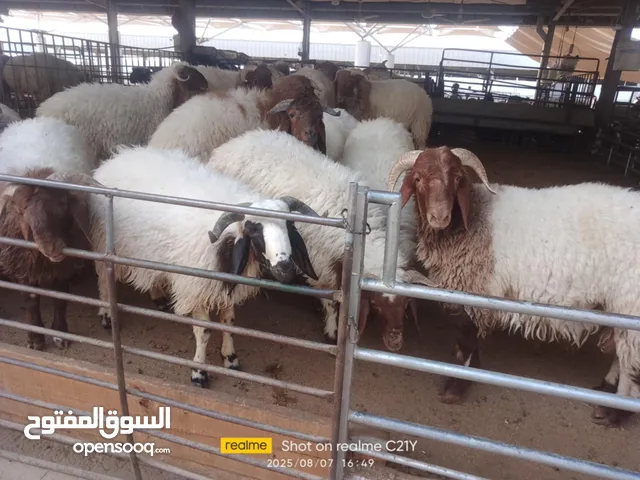 قصاب تحت الطلب