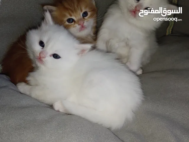 متوفر ثلث قطط بريتش