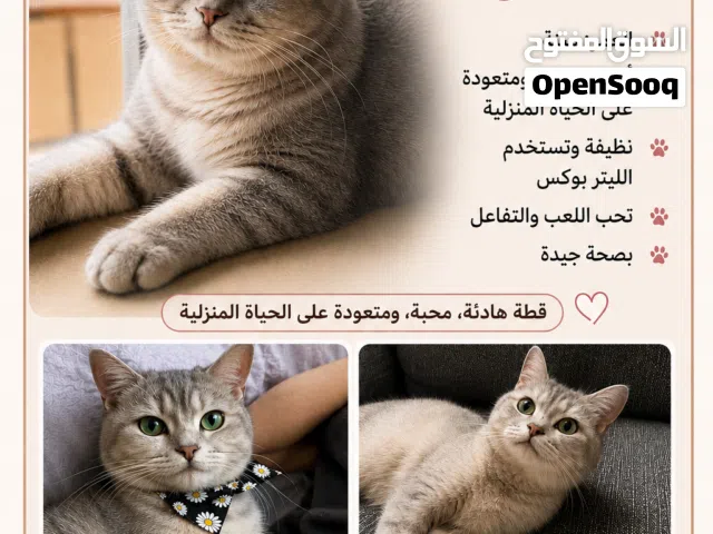 سكوتش ستريت