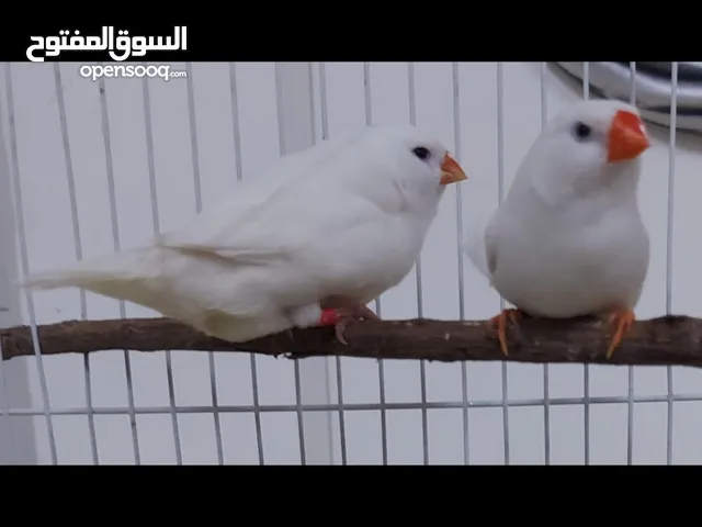 عصافير زيبرا حجم سوبر