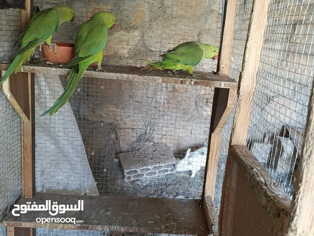 ببغاء دره هندي اناث للبيع