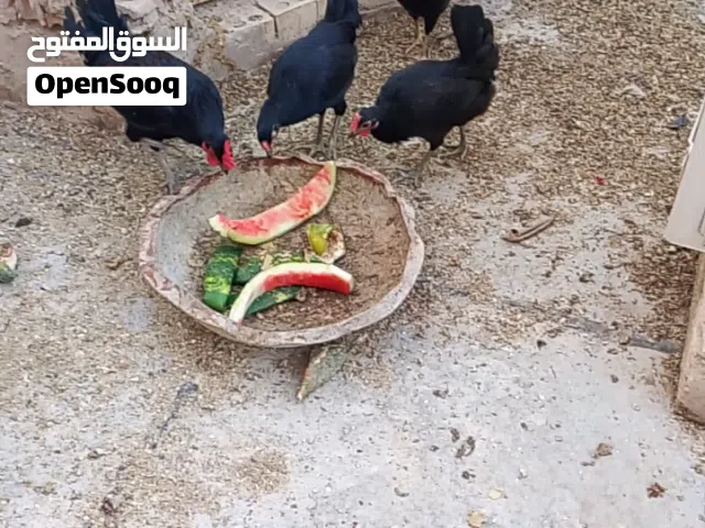 السلام عليكم دجاج كويتي وعرب الزوج