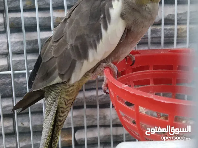 للبيع طير كوكتيل بدون قفص
للتواصل