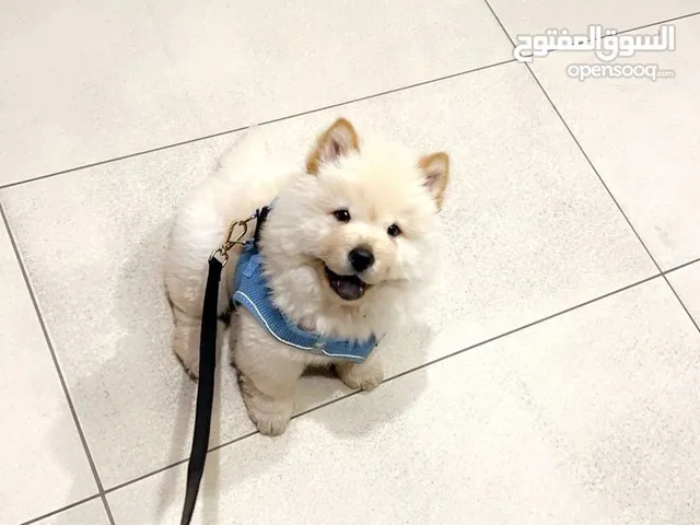 كلبة chow chow العمر 3.5 اشهر و نبحث علي اشخاص مناسبين للعناية بها و الاهتمام بها