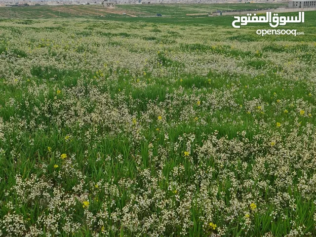 Mixed Use Land for Sale in Mafraq Idoun