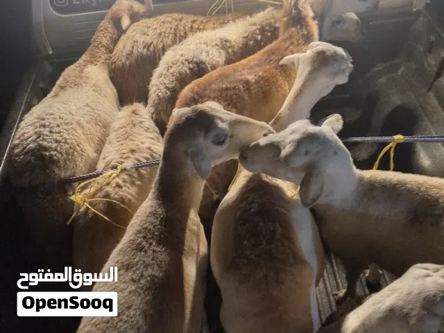 للبيع جعد يمنيات اغلبهن عشار العدد 10