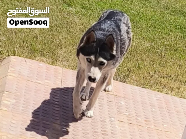 انثي هوسكي