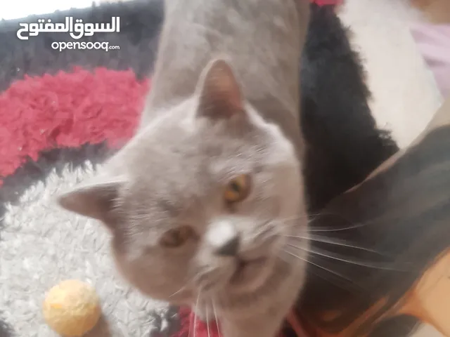 سكوتش ستريت ذكر للبدل