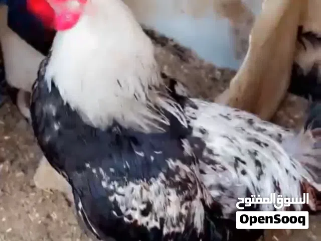 ديج كويتي للبيع