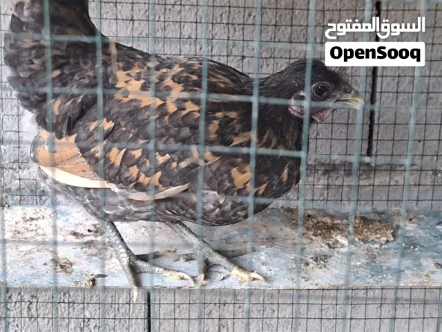 دجاجة اسبانية