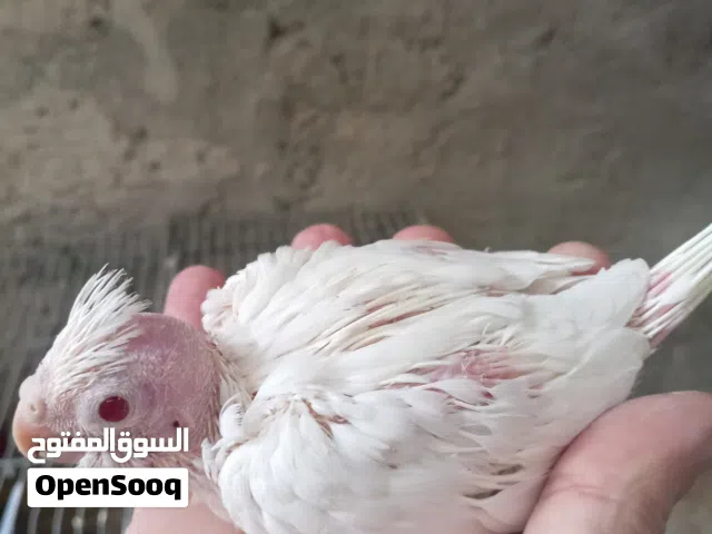 بعد الصلاة عالنبي ورمضان مبارك عالجميع     متوفر مجموعة كوكتيل بصحة ممتازة وألوان جميلة: