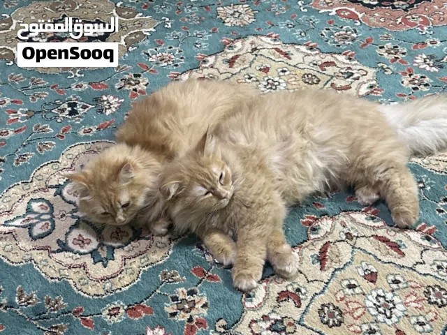 قطط شيرازي اصل