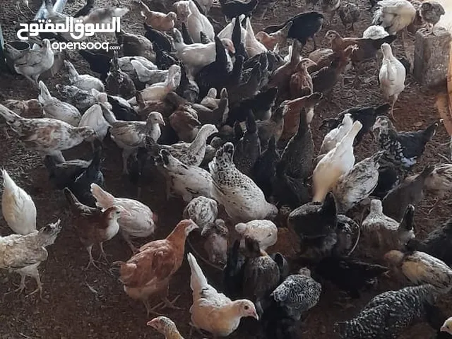دجاج عماني عمر شهرين متواجد بيض