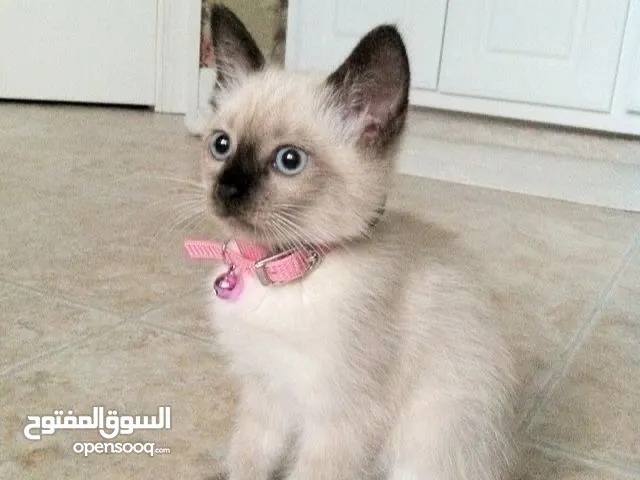 Symoo lo bghaa mrhbaa riif