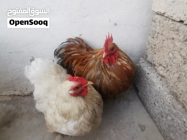 ديك ودجاجة كوشن