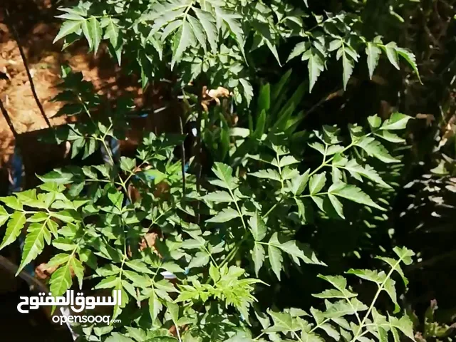 زنزلخت إيطالي انثى كثيف الأوراق بسعر ممتاز 4 دنانير فقط
