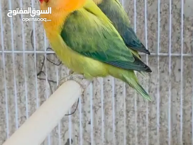 السلام عليكم ورحمة الله متاح زوج غندور فيشر منتج سابقا الفحل ايونج باربلو والنثيه سفاير