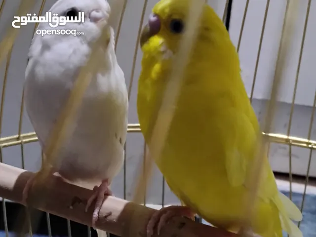 BIRDS - PAIR OF LOVELY BUDGIES FOR SALE. SALMIYA BLOCK 6
