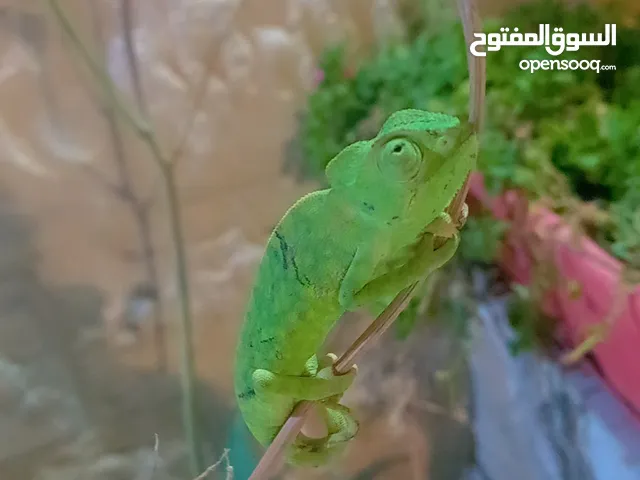 حرباء خضراء طولها 15 سم