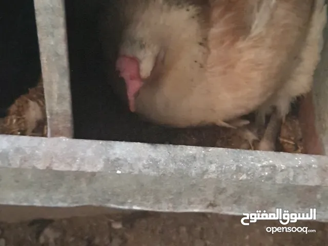 دجاجه بلدي راقد