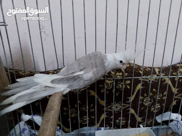 مجموعة طيور جواز كلها شغاله أن شاء الله في منهم بدل عادي مش الكل