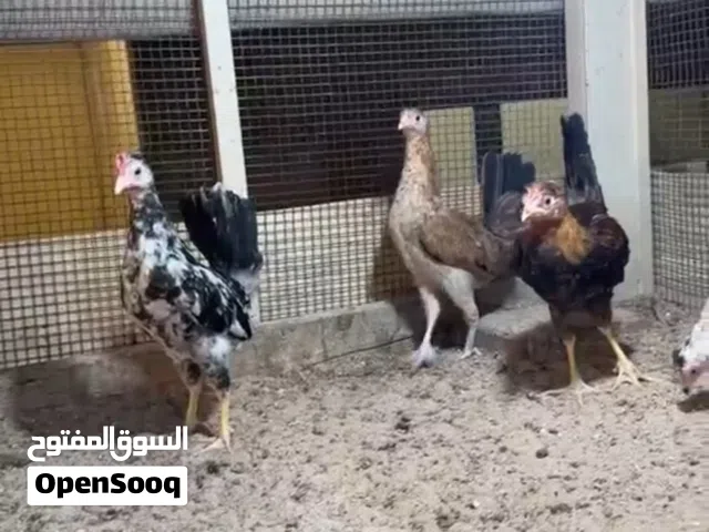 للبيع دجاج عربي اعمارهم 3شهور  الي أربع شهور ونص