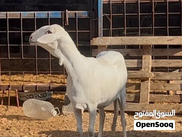 نعجه بسم الله ما شاء الله