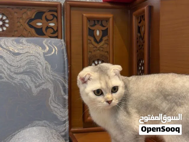قطه سكوتش فولد ابيض للبيع