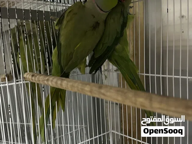 للبيع زوج دره