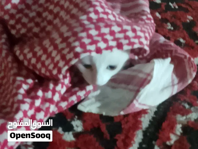 female baby cat