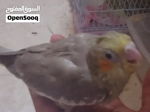 فروخ كروان اليف وا بديه هدد