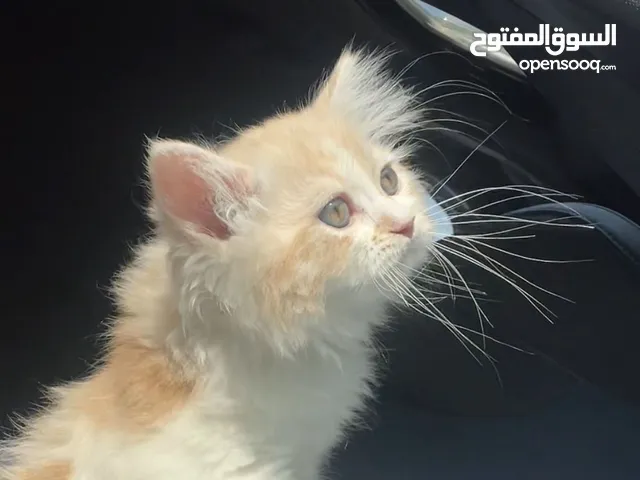 كيتن شيرازي مكس ذكر