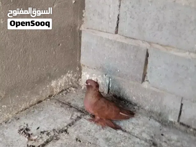 بيع حمام نوع راعبي
