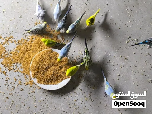 اصلي هاذ حبيبي